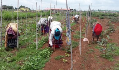 बाड़ी विकास योजना से स्व सहायता समूह की महिलाओं का आर्थिक स्वालंबन