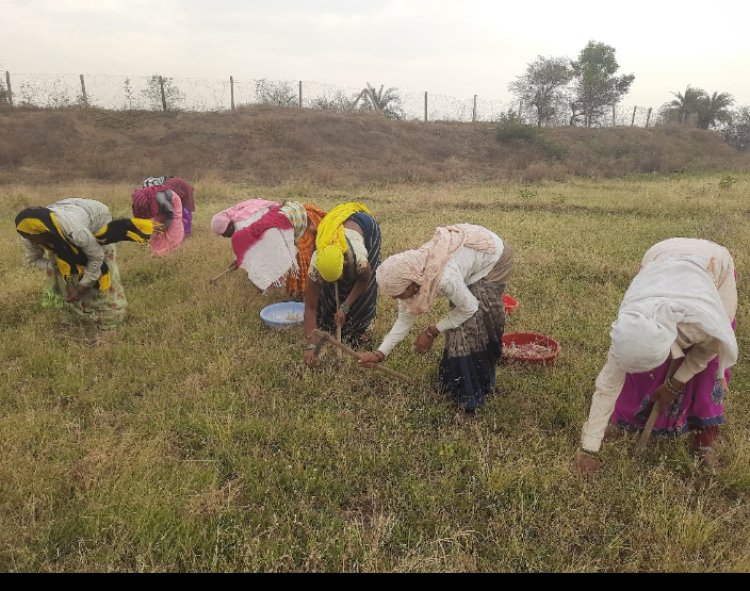 राज्य शासन की सुराजी गांव योजना से महिलाएं बना रही समाज में अलग पहचान