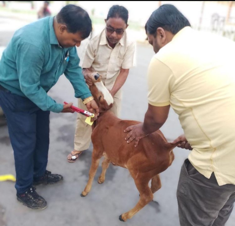 सड़क दुर्घटनाओं से बचाने आवारा पशुओं को लगाए जा रहे टैग और रेडियम बेल्ट