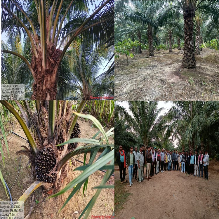 ऑयल पाम रोपण को बढ़ावा: राज्य शासन द्वारा 69,620 रुपये तक का अतिरिक्त अनुदान