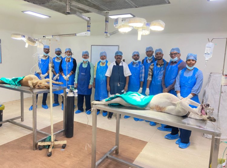 जिले में पशु जन्म नियंत्रण कार्यक्रम का प्रभावी क्रियान्वयन   अब तक 4,379 आवारा श्वानों का बंधियाकरण एवं एंटी रेबिस टीकाकरण किया गया