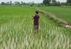 एग्रीस्टेक परियोजना के तहत 703 गांवों में डिजिटल क्रॉप सर्वे शुरू