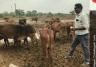 जांच रिपोर्ट में सामने आई ओखर गौधाम में पशुओं की मौत की स्थिति