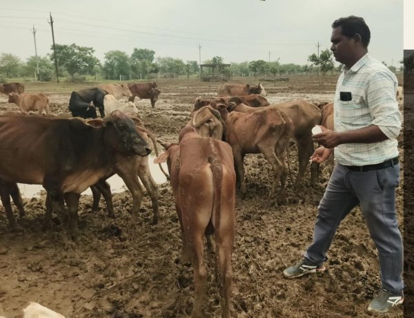 जांच रिपोर्ट में सामने आई ओखर गौधाम में पशुओं की मौत की स्थिति