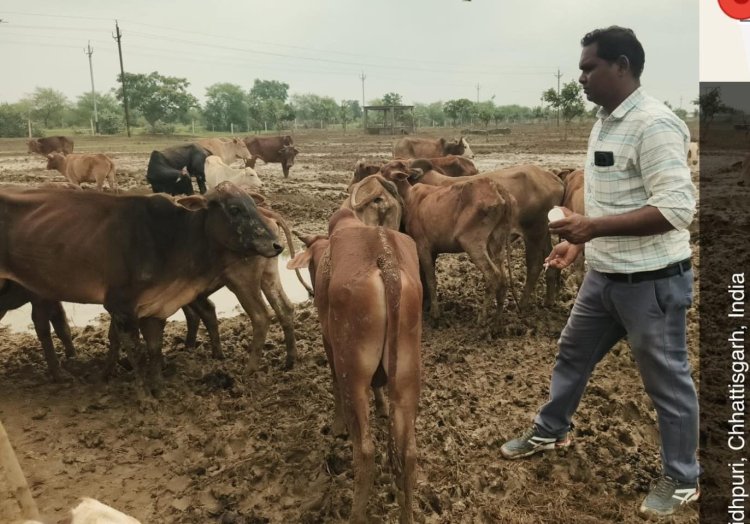 जांच रिपोर्ट में सामने आई ओखर गौधाम में पशुओं की मौत की स्थिति
